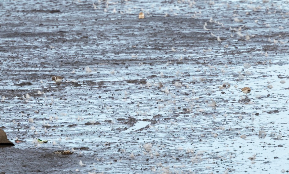 Ringed And Little Ringed Plover, 1/500 sec, f/7.1, 500 mm, ISO 400