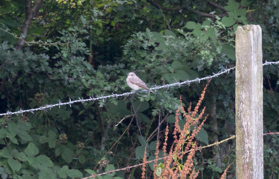 Spotted Flycatcher, 1/500 sec, f/7.1, 500 mm, ISO 3200