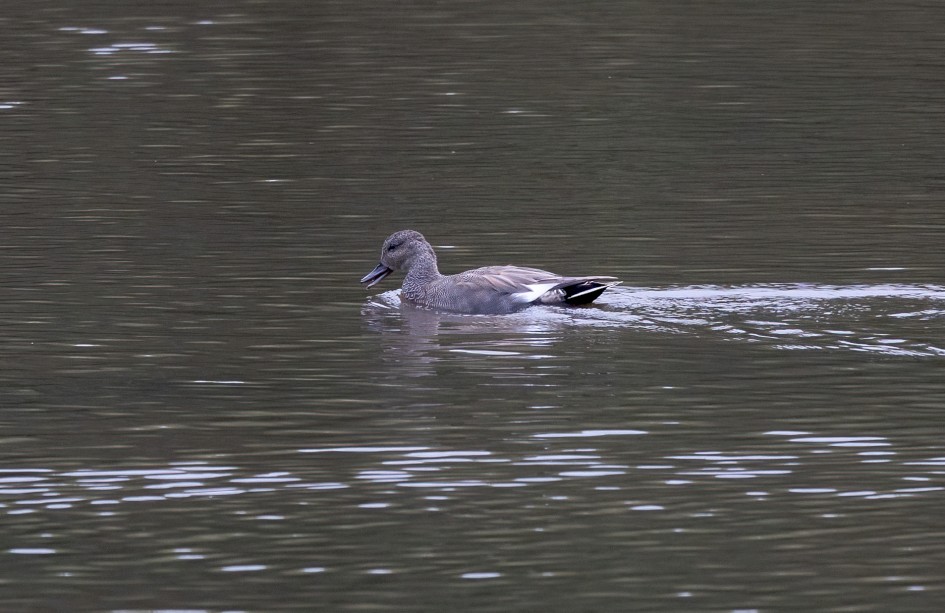 Gadwall, 1/640 sec, f/7.1, 500 mm, ISO 1600