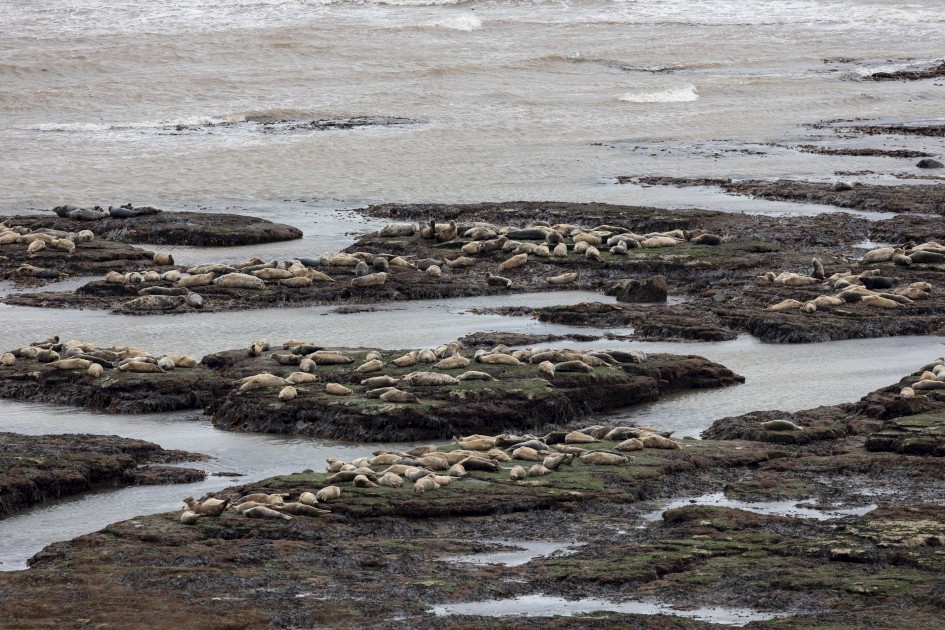 Grey Seals, 1/500 sec, f/7.1, 500 mm, ISO 500