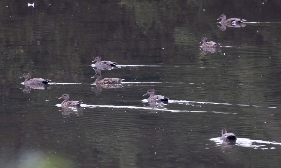 Gadwall, 1/640 sec, f/7.1, 500 mm, ISO 3200