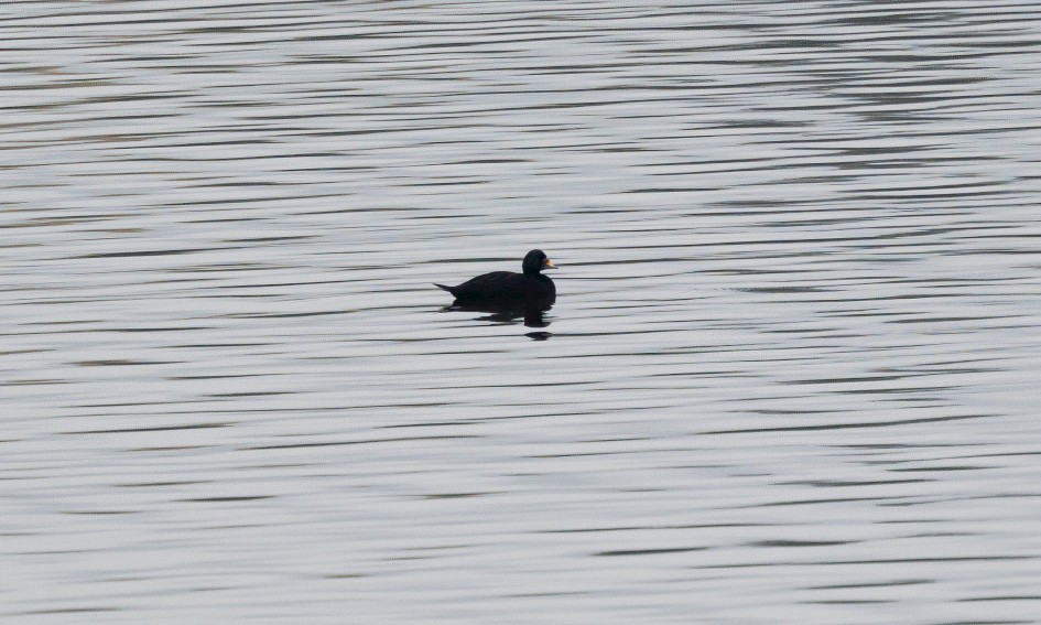 Common Scoter, 1/640 sec, f/7.1, 500 mm, ISO 800