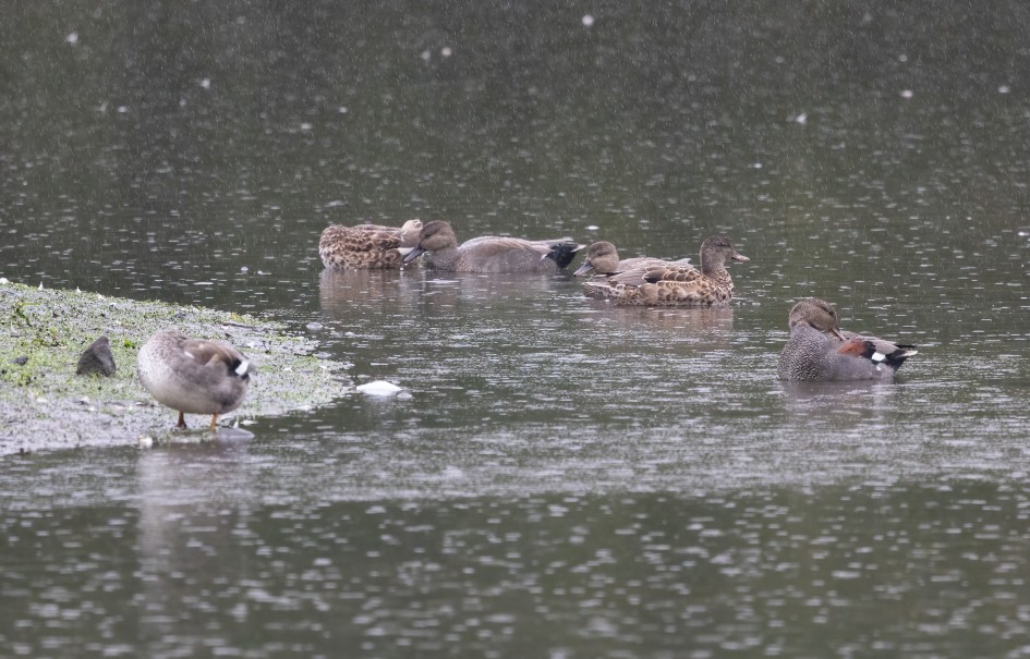 Gadwall, 1/640 sec, f/7.1, 500 mm, ISO 3200