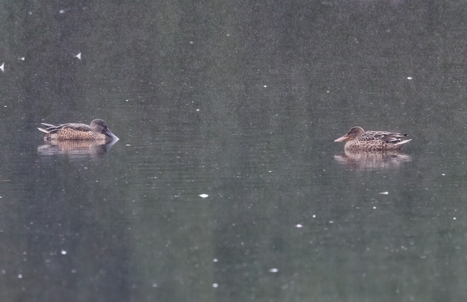 Shoveler, 1/640 sec, f/7.1, 500 mm, ISO 2500