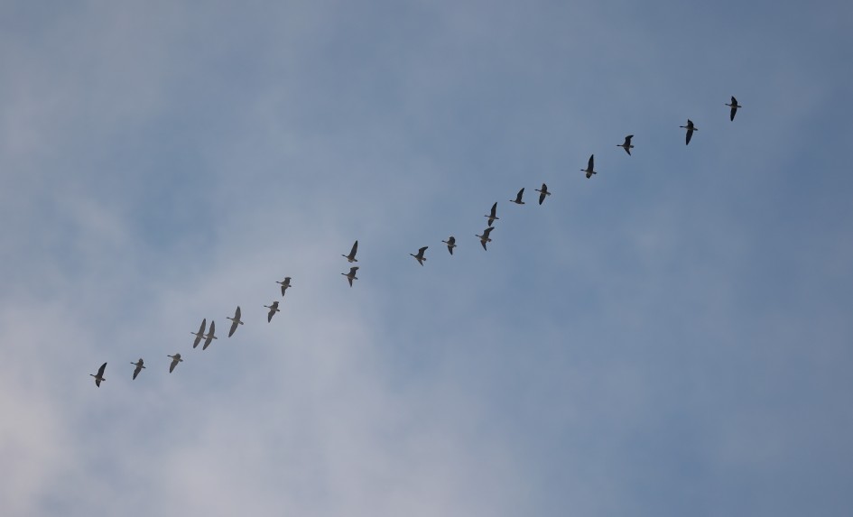 Pinkfeet, 1/1000 sec, f/5.6, 343 mm, ISO 100