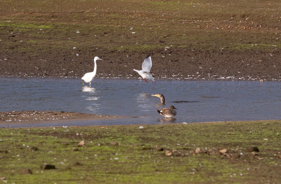 Little Egret And Gadwall, 1/640 sec, f/7.1, 500 mm, ISO 640