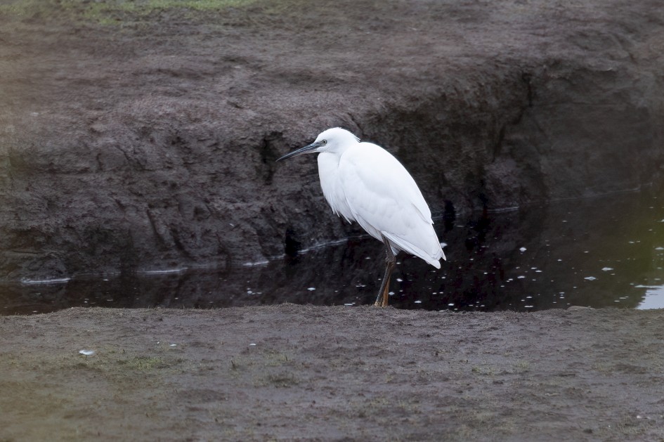 Little Egret, 1/500 sec, f/7.1, 500 mm, ISO 800