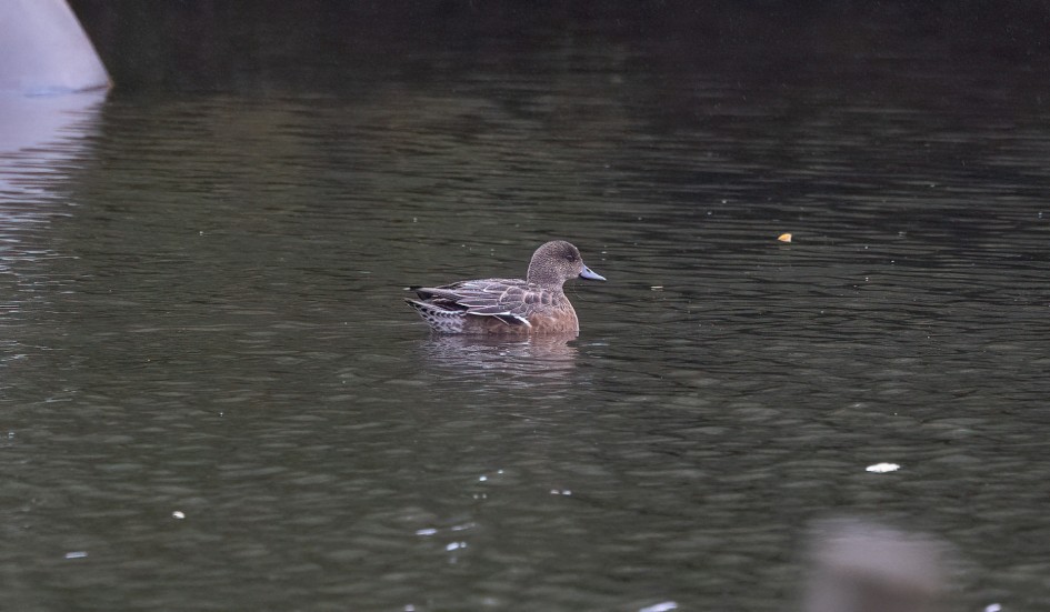 Wigeon, 1/500 sec, f/7.1, 500 mm, ISO 3200