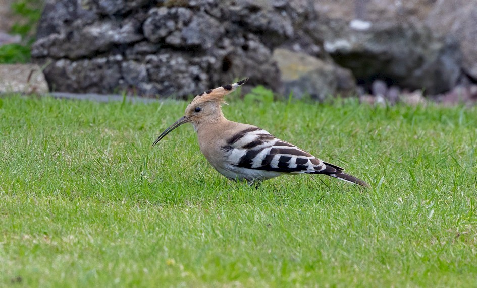 Hoopoe, 1/640 sec, f/7.1, 500 mm, ISO 1000