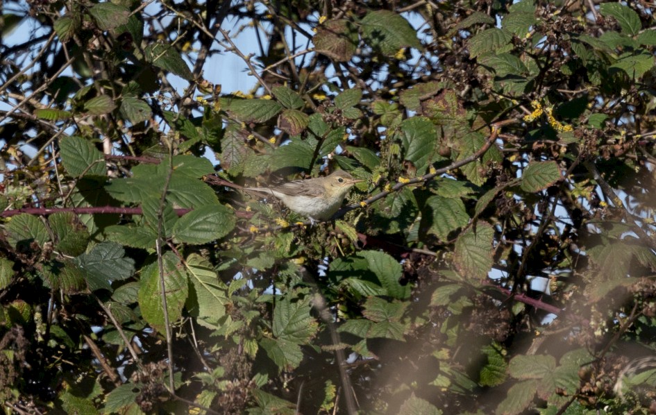 Icterine Warbler-, 1/2000 sec, f/7.1, 500 mm, ISO 500