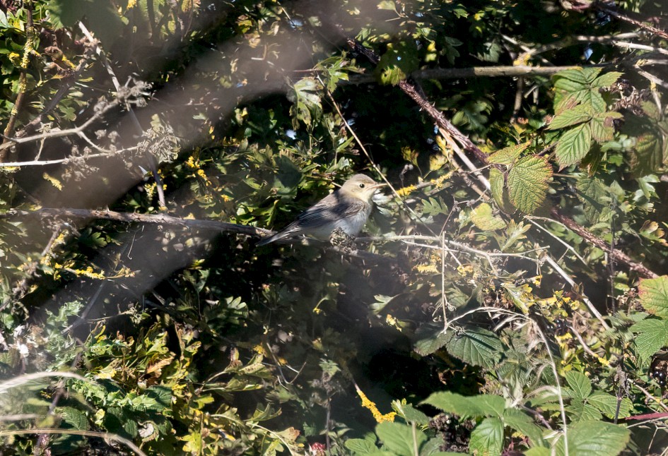 Icterine Warbler, 1/2500 sec, f/7.1, 500 mm, ISO 1250