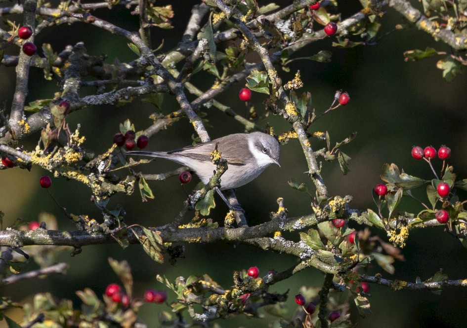 Lesser Whitethroat-, 1/2000 sec, f/7.1, 500 mm, ISO 1600