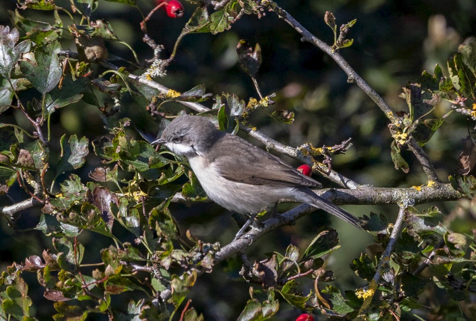 Lesser Whitethroat-, 1/2000 sec, f/7.1, 500 mm, ISO 1600