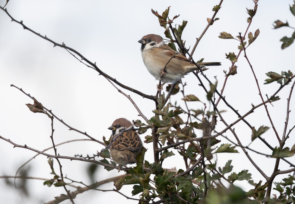 Tree Sparrows, 1/500 sec, f/7.1, 500 mm, ISO 160