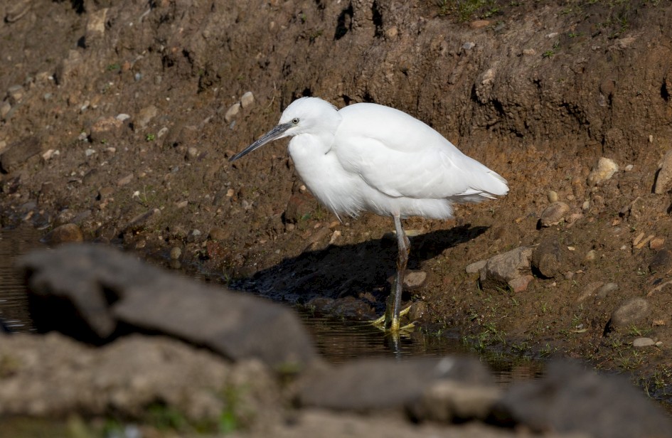Little Egret, 1/320 sec, f/11.0, 500 mm, ISO 100