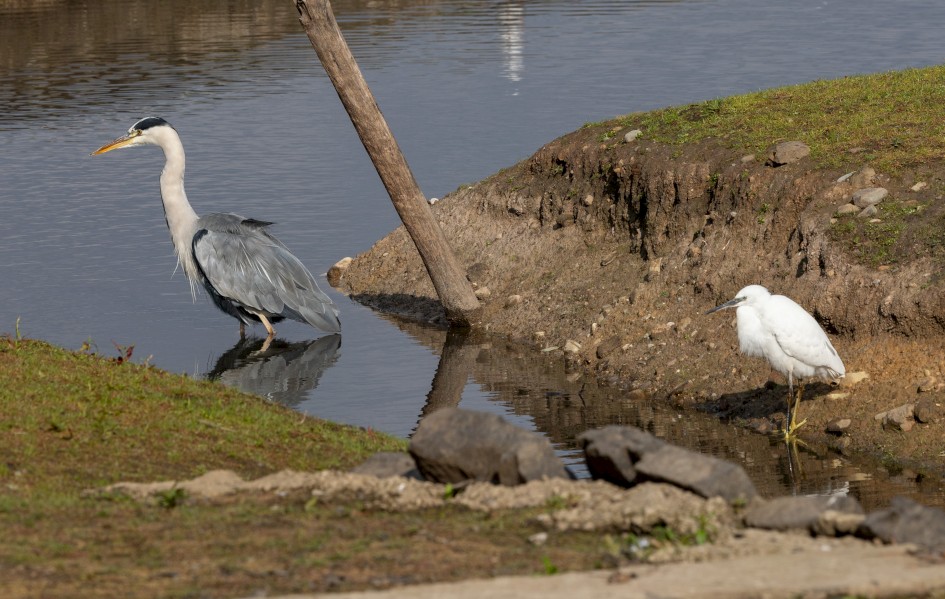 Little Egret And Grey Heron, 1/250 sec, f/11.0, 300 mm, ISO 100