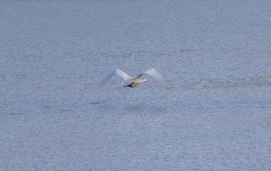 Whooper Swan, 1/500 sec, f/7.1, 500 mm, ISO 250