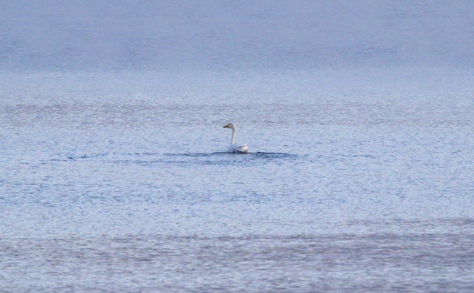 Whooper Swan , 1/640 sec, f/7.1, 500 mm, ISO 320