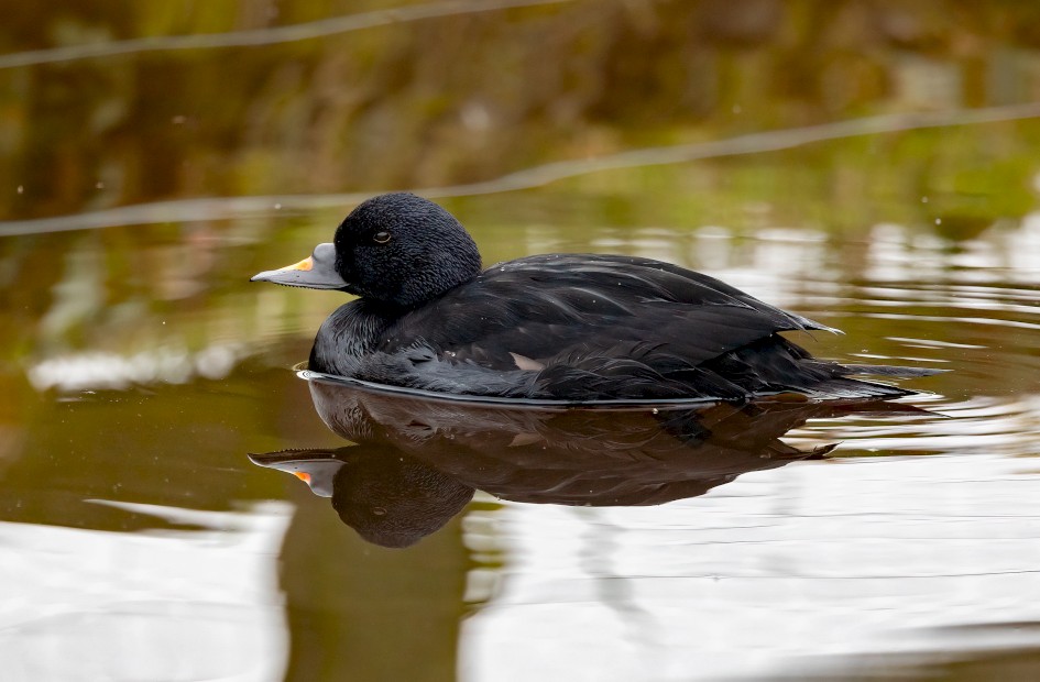 Common Scoter, 1/640 sec, f/7.1, 500 mm, ISO 1000