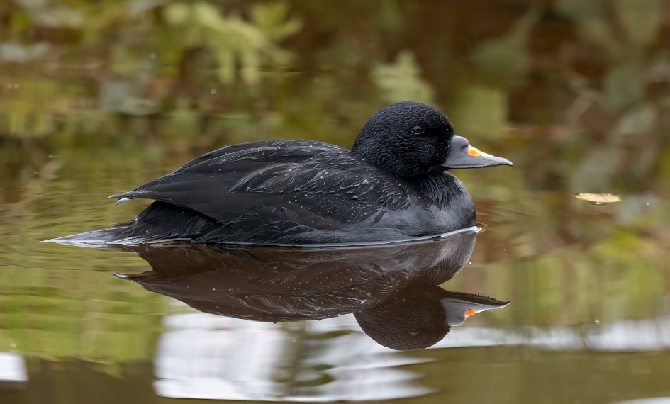Common Scoter , 1/500 sec, f/7.1, 500 mm, ISO 2500