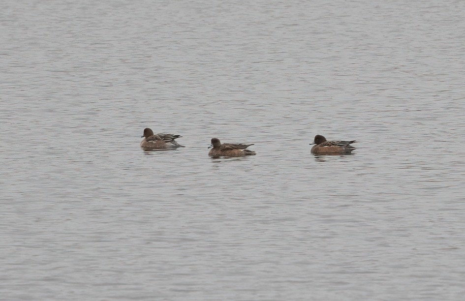 Wigeon, 1/60 sec, f/7.1, 500 mm, ISO 800