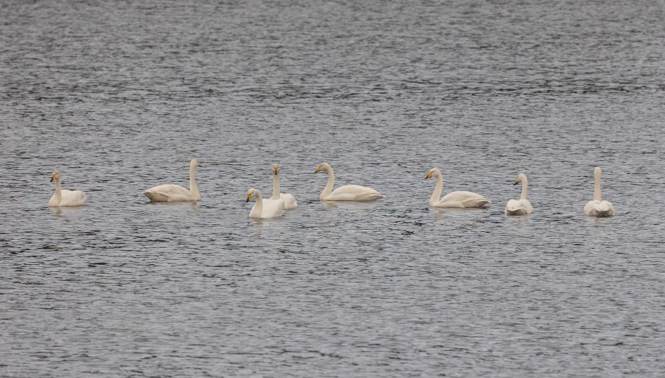 Whooper Swans, 1/500 sec, f/7.1, 500 mm, ISO 3200