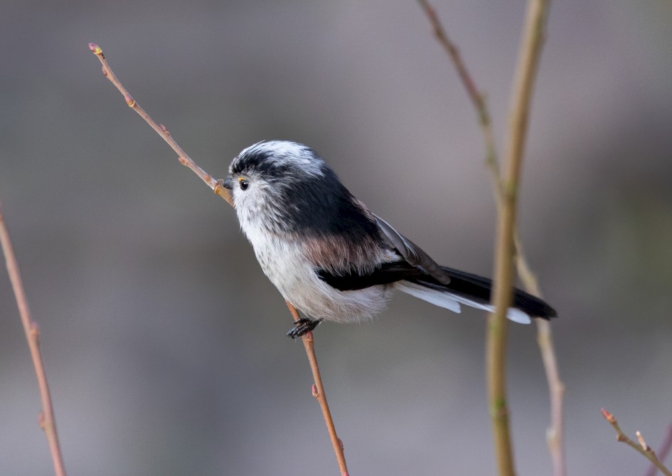 Long-tailed Tit, 1/640 sec, f/7.1, 500 mm, ISO 1600