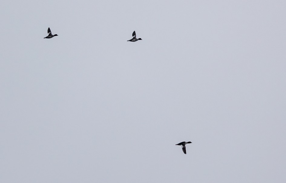 Goldeneye, 1/500 sec, f/7.1, 500 mm, ISO 400