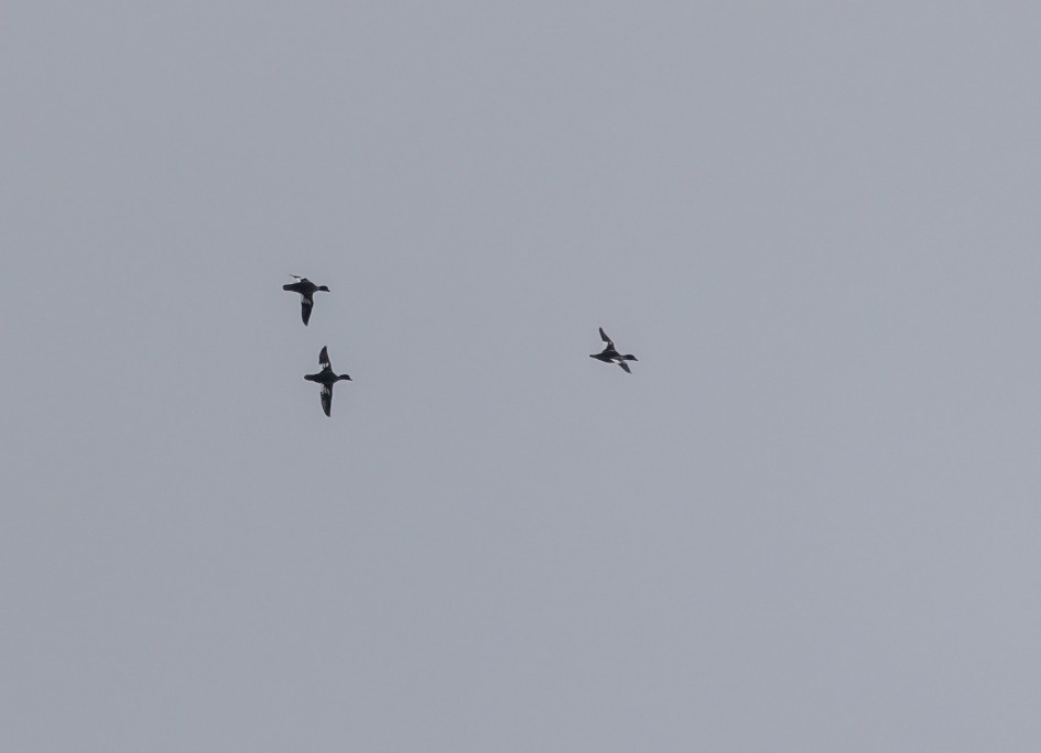 Goldeneye , 1/640 sec, f/7.1, 500 mm, ISO 500