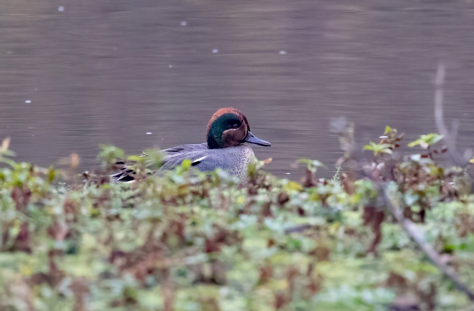 Teal, 1/640 sec, f/7.1, 500 mm, ISO 10000