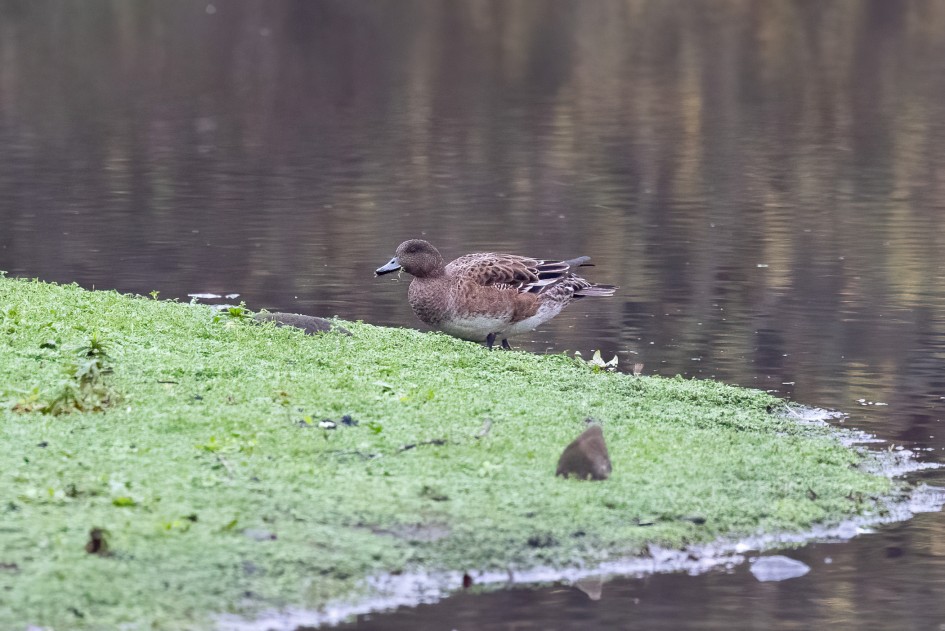 Wigeon, 1/640 sec, f/7.1, 500 mm, ISO 12800