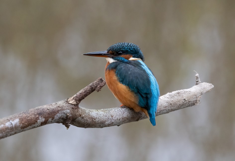 Kingfisher, 1/500 sec, f/7.1, 500 mm, ISO 4000