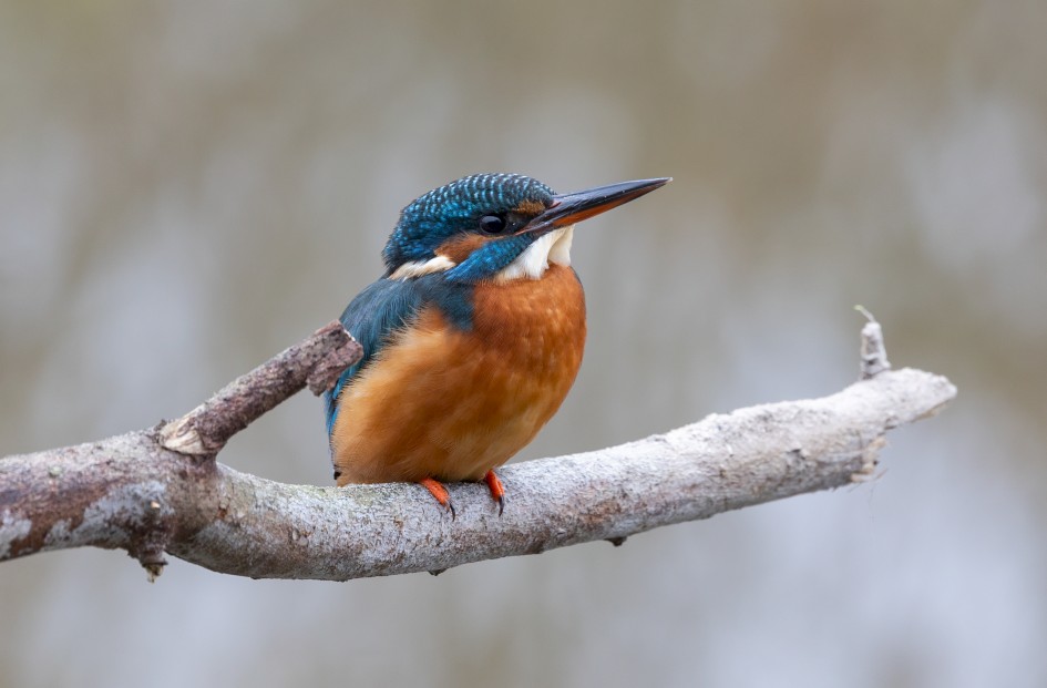 Kingfisher , 1/80 sec, f/7.1, 500 mm, ISO 800