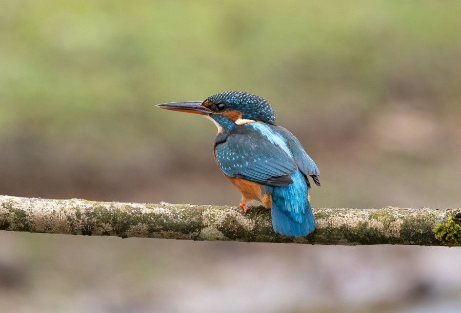 Kingfisher, 1/500 sec, f/7.1, 500 mm, ISO 3200
