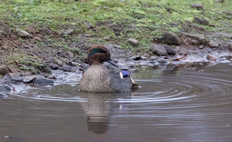 Teal, 1/640 sec, f/7.1, 500 mm, ISO 4000