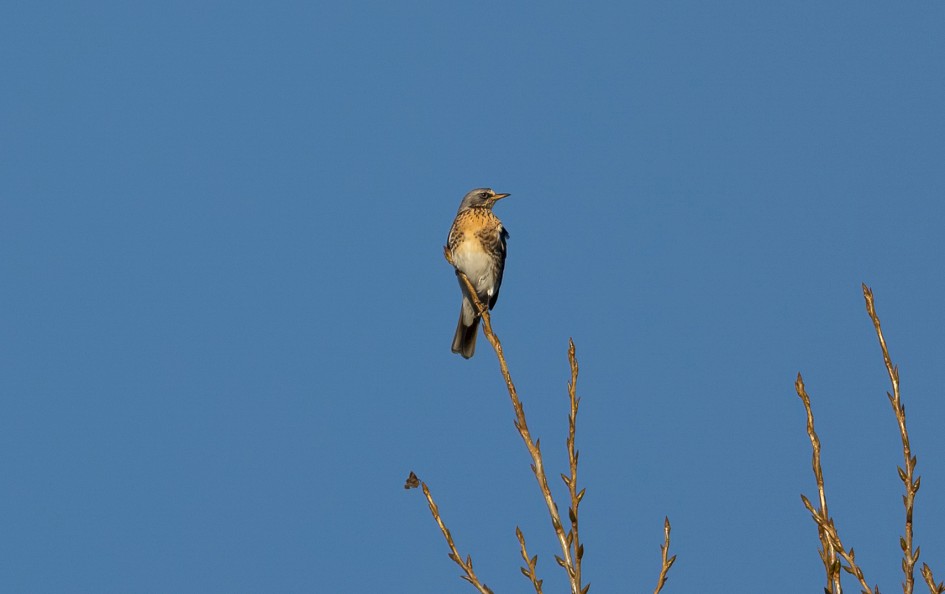 Fieldfare, 1/500 sec, f/7.1, 500 mm, ISO 125