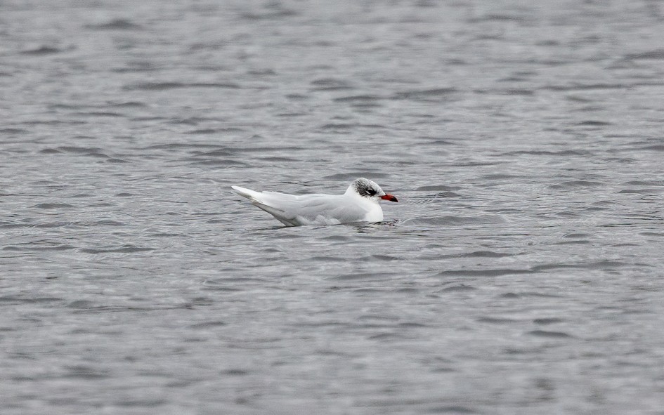 Mediterranean Gull, 1/500 sec, f/7.1, 500 mm, ISO 1250