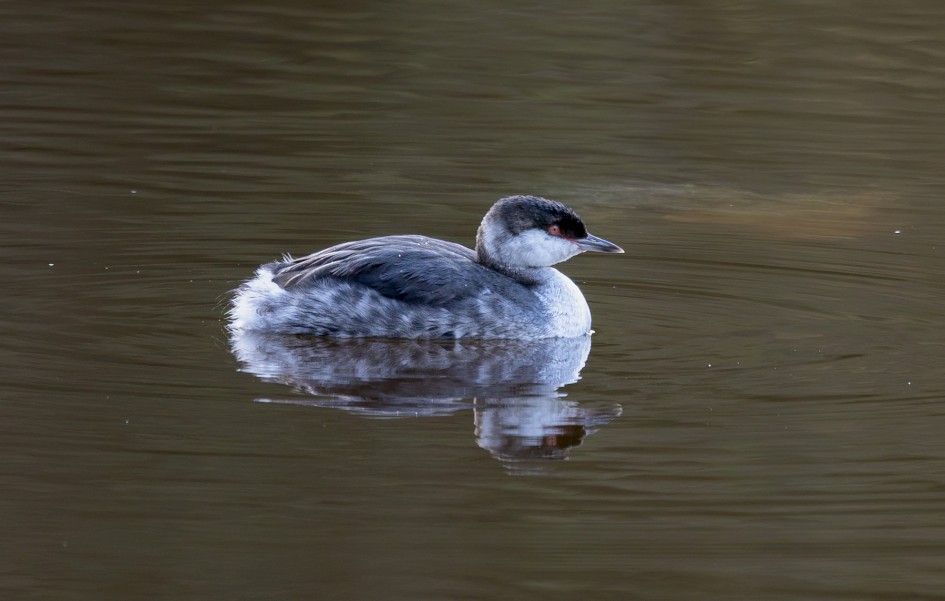 Slavonian Grebe, 1/80 sec, f/7.1, 500 mm, ISO 250