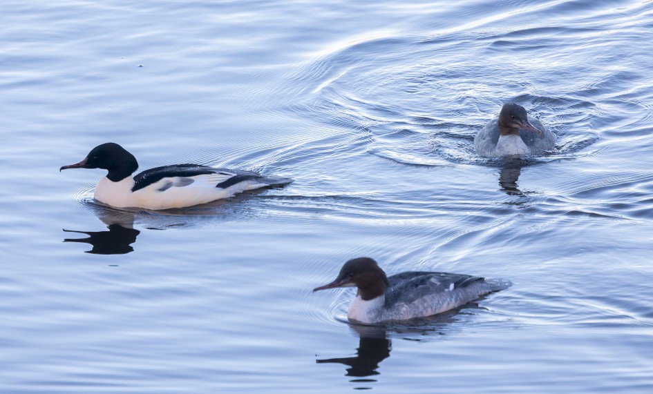 Goosanders, 1/500 sec, f/7.1, 472 mm, ISO 800