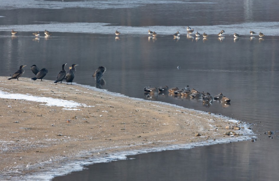 Gadwall- Cormorants And Lapwings, 1/500 sec, f/7.1, 500 mm, ISO 1600