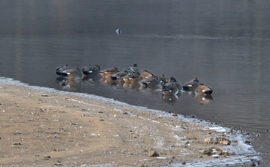Gadwall, 1/500 sec, f/7.1, 500 mm, ISO 1600