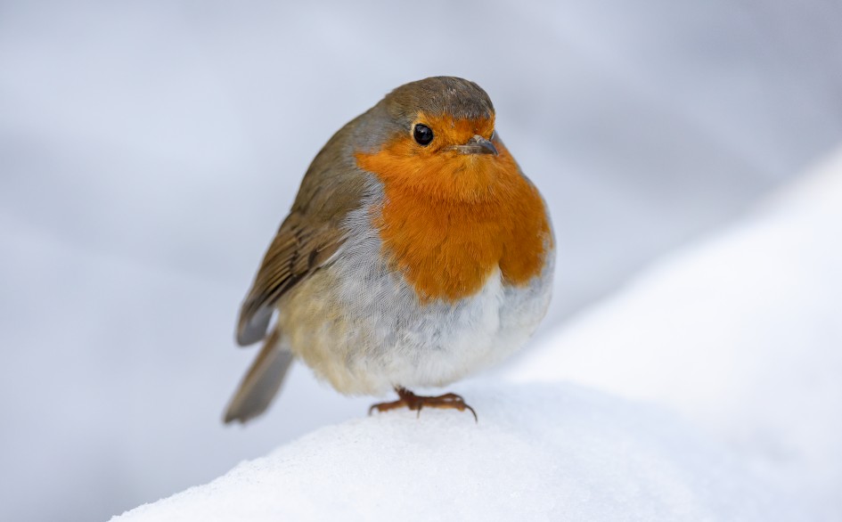Robin, 1/500 sec, f/6.3, 363 mm, ISO 1250