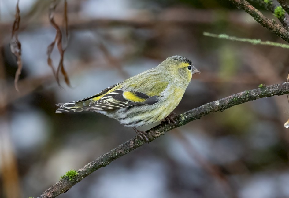 Siskin, 1/500 sec, f/7.1, 500 mm, ISO 16000