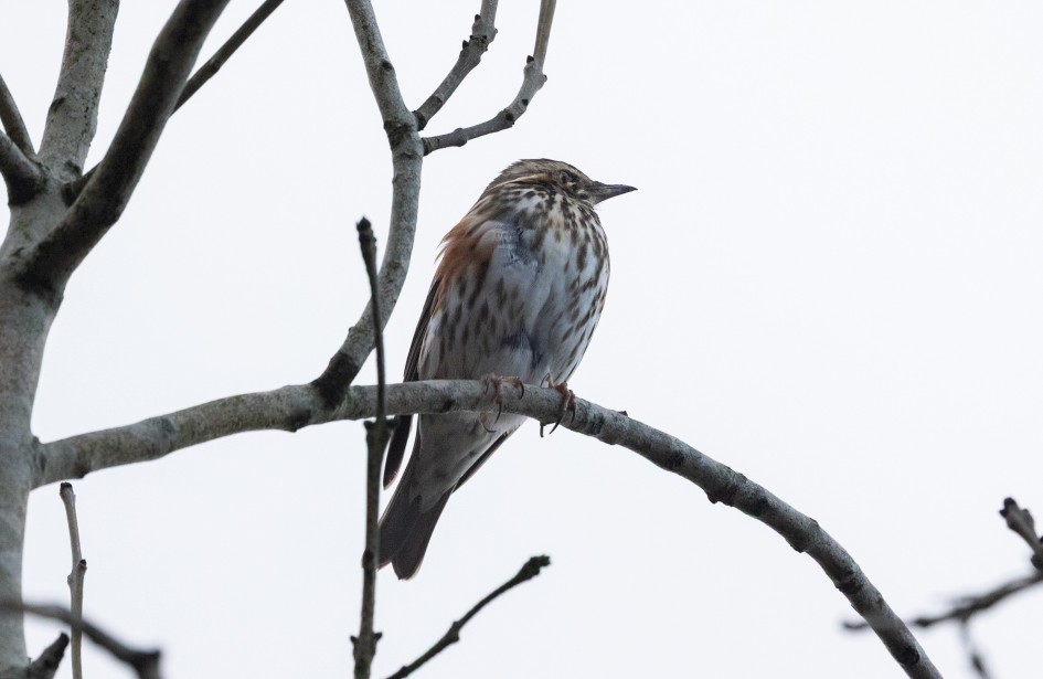 Redwing, 1/500 sec, f/7.1, 500 mm, ISO 3200