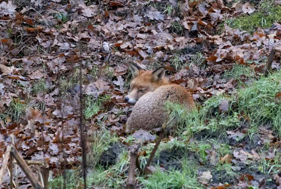Fox, 1/640 sec, f/7.1, 500 mm, ISO 10000