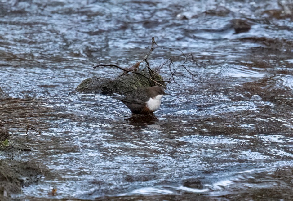 Dipper, 1/500 sec, f/7.1, 500 mm, ISO 20000