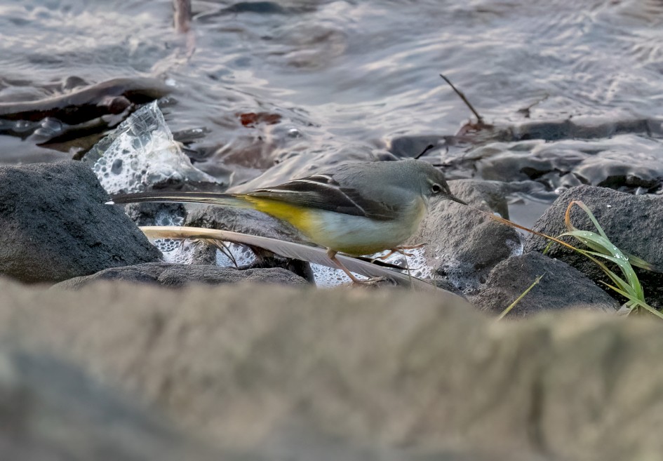 Grey Wagtail, 1/640 sec, f/7.1, 500 mm, ISO 12800