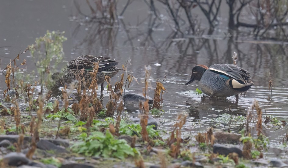 Teal, 1/640 sec, f/7.1, 500 mm, ISO 4000