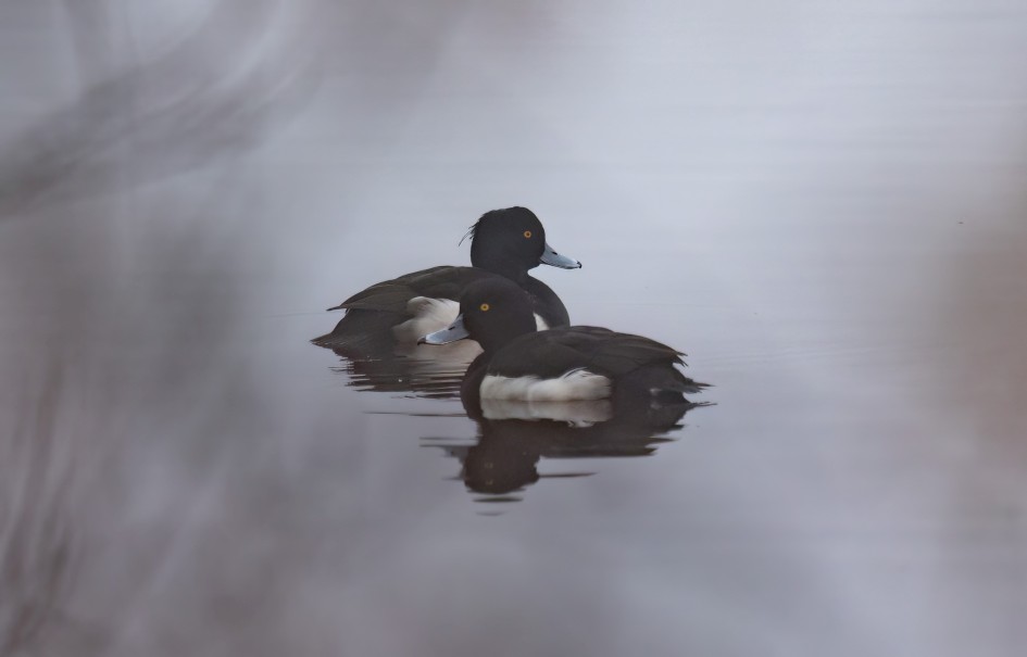 Tufted Ducks, 1/640 sec, f/7.1, 500 mm, ISO 1250