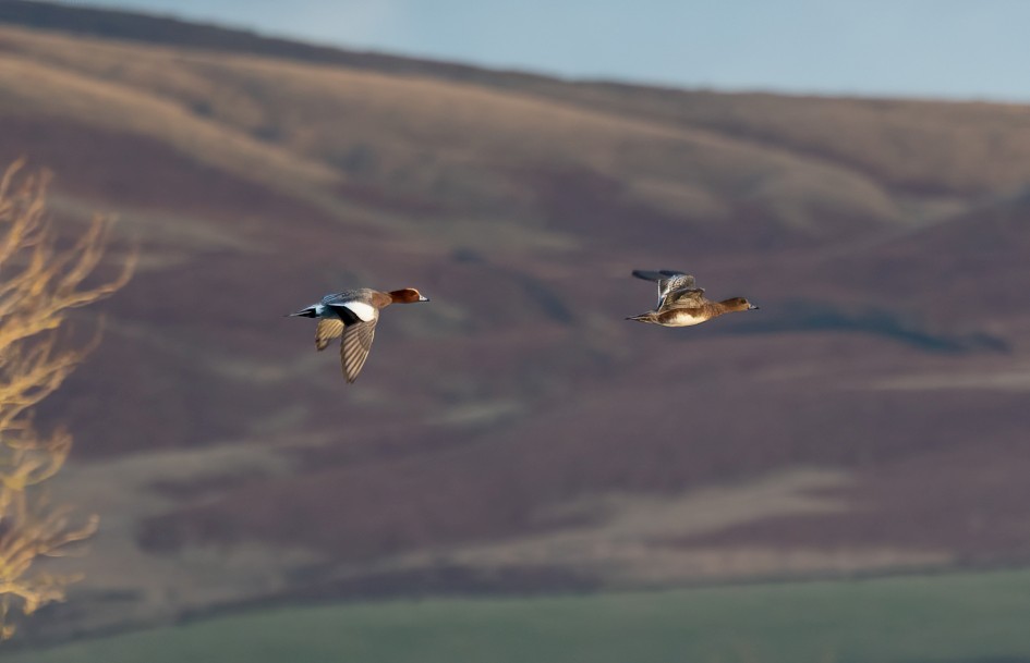 Wigeon, 1/500 sec, f/7.1, 472 mm, ISO 800